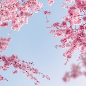 cherry blossoms, flowers, spring-6153384.jpg