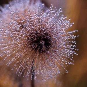 dewdrops, morning dew, dandelion-7702202.jpg